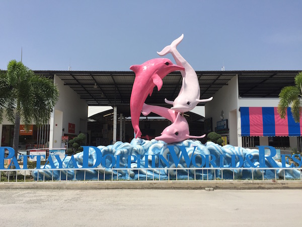 パタヤ観光で幸福ぶピンクイルカに会ってきた
