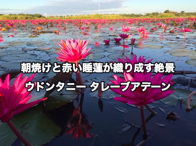ウドンタニーのタレーブアデーンで朝焼けと赤い睡蓮が織り成す絶景!