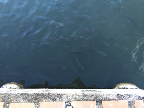 ワットナームフーの池
