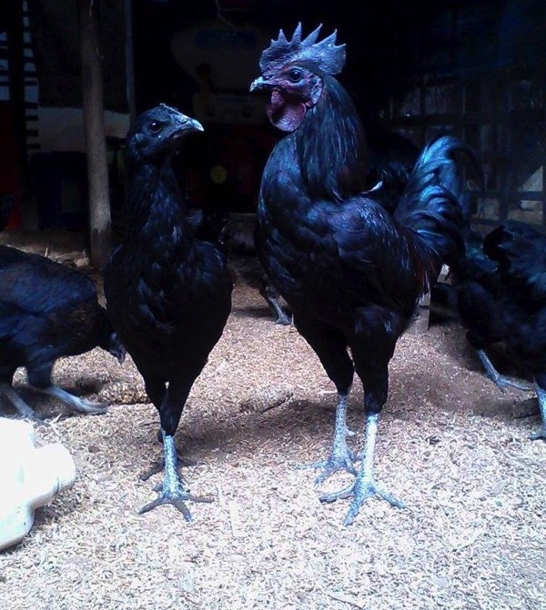 チェンマイで飼育されている黒い鶏