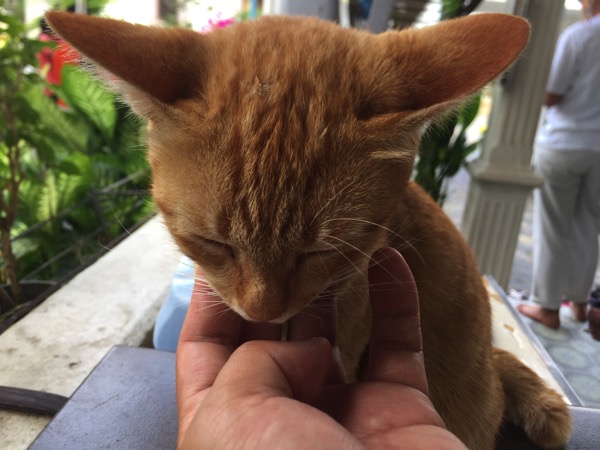 ジェーディーサオラン寺院の猫