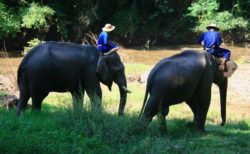チェンダオ象訓練センター　チェンマイの穴場的エレファントキャンプ