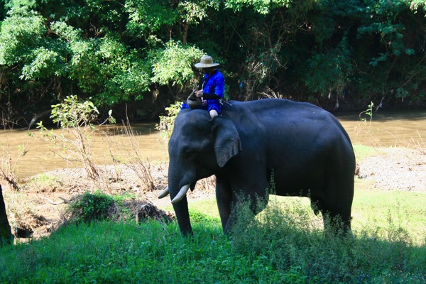 チェンダオの象訓練センターの象の放牧-2