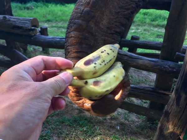 器用に鼻をつかってバナナを食べる象-1