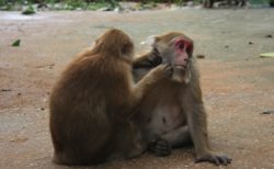 メーサイの猿寺『ワットタムプラー』
