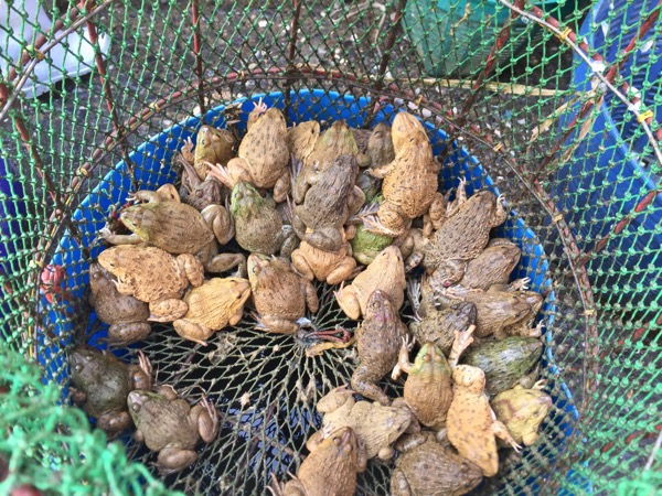 チェンマイのムアンマイ市場で売っている食用カエル