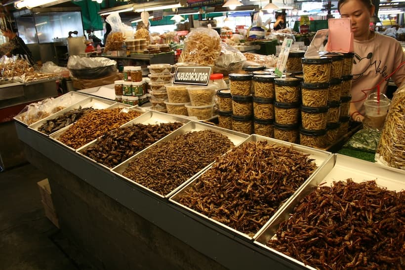 タイのゲテモノ料理　チェンマイで食べられるゲテモノ11選