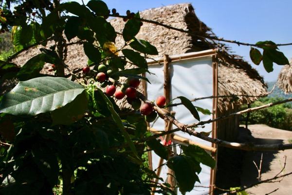 モン族の村のコーヒーの木