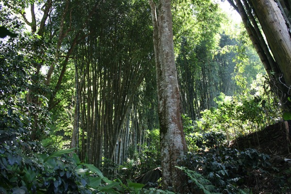 モン族の村の竹林