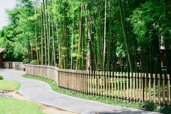 ネコエモンカフェの竹林