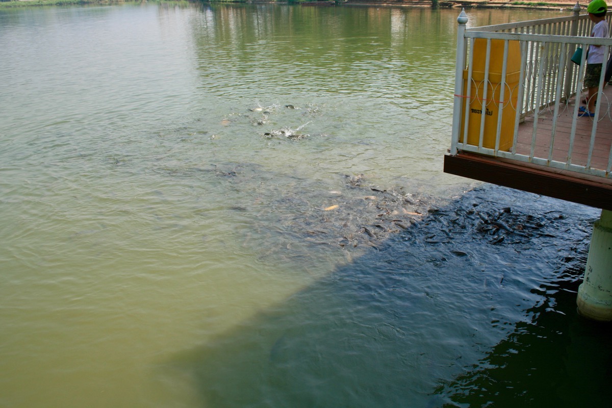 ワット タム サオヒン パヤーナークの池