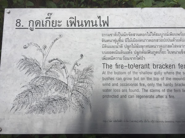 ドイ・インタノン国立公園内の高山植物の説明プレート
