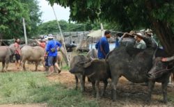 チェンマイの穴場観光スポット！水牛市場で「牛のせり」を見学