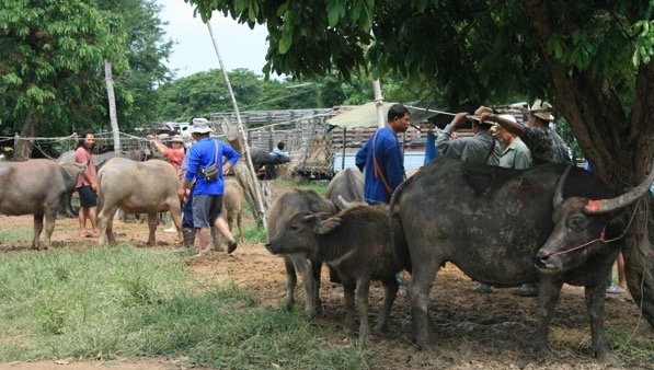 チェンマイの穴場観光スポット！水牛市場で「牛のせり」を見学