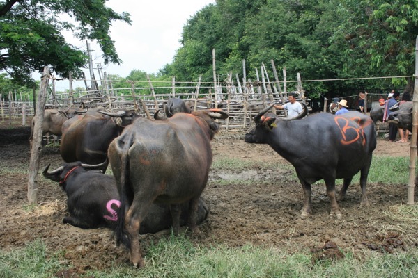 サンパートーン市場（水牛市場）で競りを待つ水牛