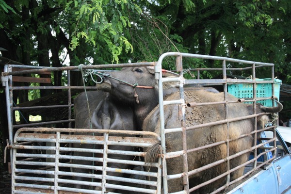 サンパートーン市場（水牛市場）で競りが成立しトラックに乗せられる水牛
