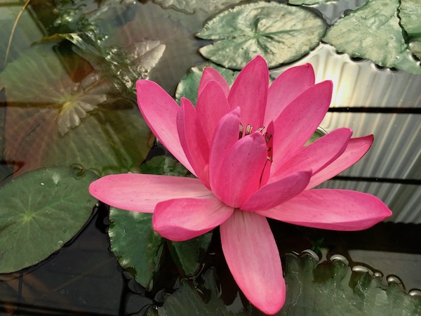 シリキット王妃植物園の睡蓮の花