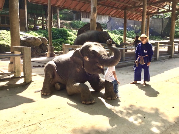 メーサーエレファントキャンプで膝をつく象と一緒に記念写真を撮る観光客