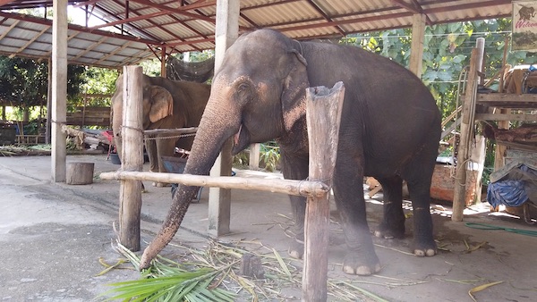 Thom's Pai Elephant Campの象に餌やり