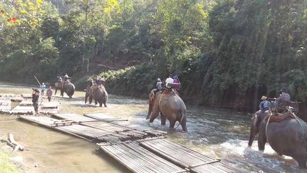 メーテーンエレファントパークで観光客を乗せた象が濁流を歩く後ろ姿