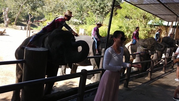 メーテーンエレファントパークで象に帽子をのせられる旅行者