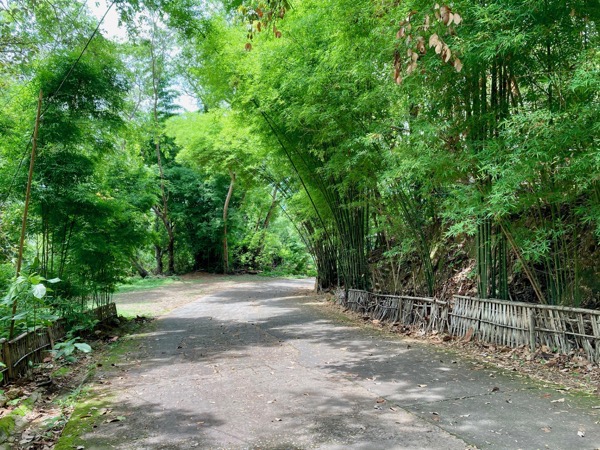 両脇が美しい竹で囲まれているワット パーラートの参道