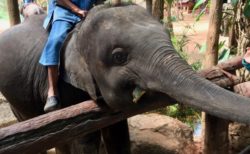 ランパーン象保護センター　チェンマイからの行き方と見どころ　