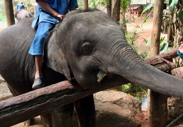タイ・象の保護センター ラムパーン県森林機構で餌をもらう象