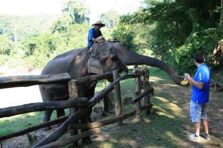 チェンマイの象乗り体験10選!象カフェ〜エレファントキャンプまで