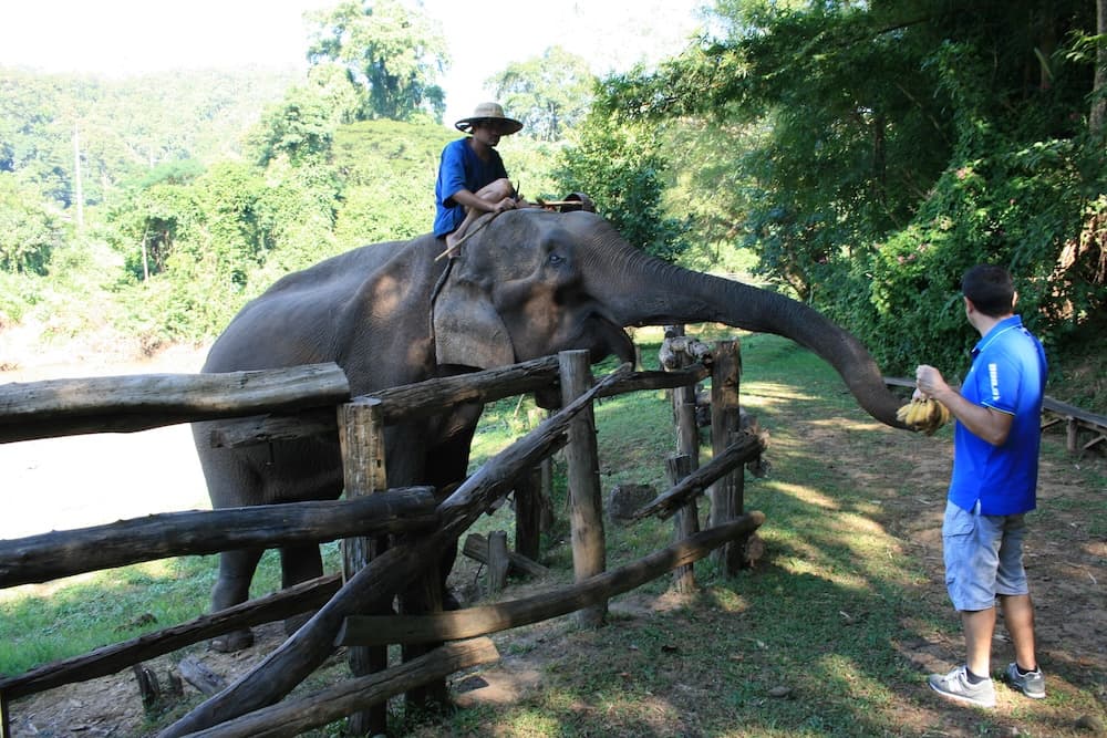 チェンマイの象乗り体験10選！象カフェ〜エレファントキャンプまで