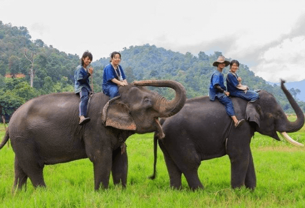 タイエレファントホームの象使い体験ツアーで裸象に乗る