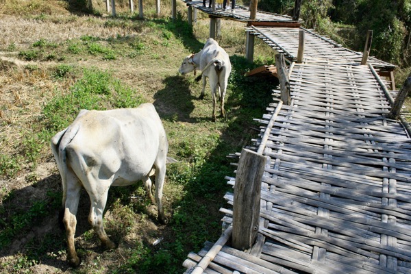 ペームボック村のバンブーブリッジの周りで放牧している水牛