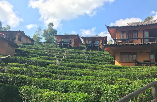バーンラックタイ村の茶畑の斜面に建つコテージ