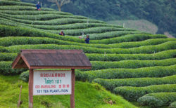 メーサロン茶畑観光 チェンライからの行き方と定番スポット5選