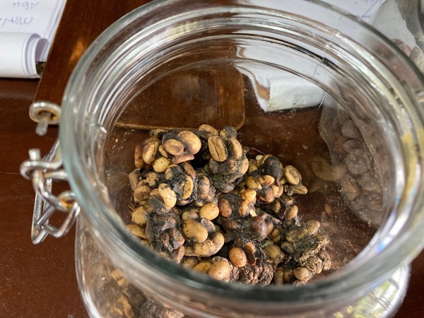 ジャコウネコの糞に混ざったコーヒー豆-1