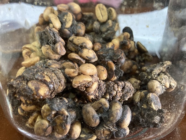 コーヒー豆が未消化のまま残っているジャコウネコの糞
