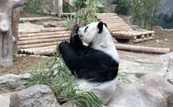 チェンマイ動物園の一番人気リンピンちゃん