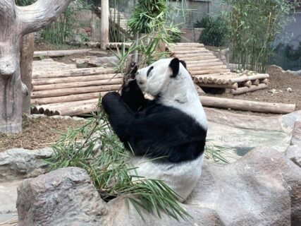 パンダのいるチェンマイ動物園×海ガメが泳ぐチェンマイ水族館のまわり方