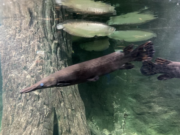 チェンマイ動物園のアクアリウムのメコン河の古代魚