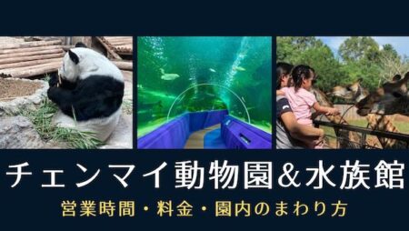 パンダのいるチェンマイ動物園×海ガメが泳ぐチェンマイ水族館のまわり方