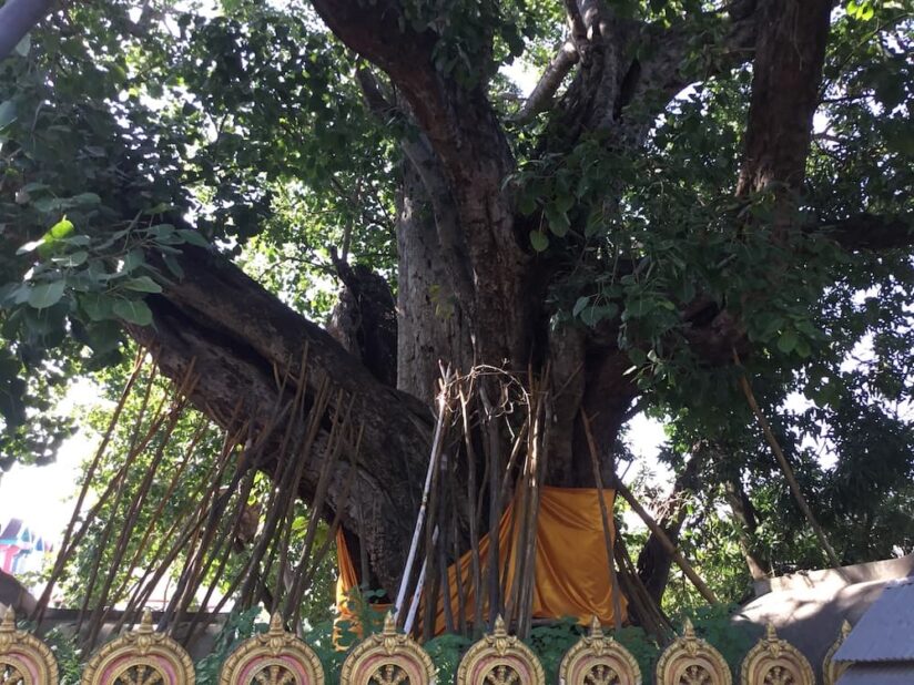 ワット シークートの寺名の由来にもなっているインドのブッダガヤからもたらされた聖木（菩提樹）