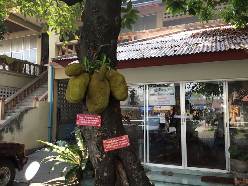 木の枝に実るジャックフルーツ。大きな実が直接幹や枝から生えるのが特徴。