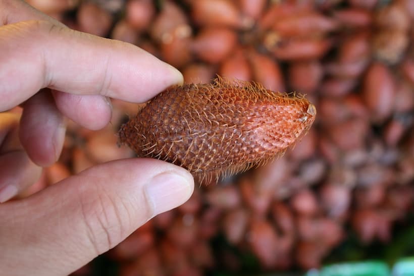 ヘビのウロコのような赤褐色の皮が特徴的なサラ