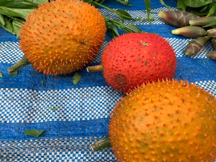 金曜雲南朝市に並ぶガックフルーツ（Gac fruit）